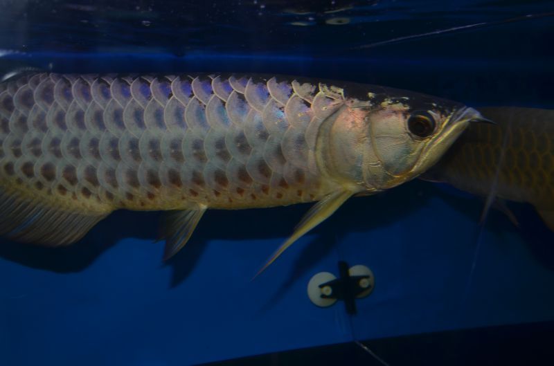 画像: 下取魚　アジアアロワナ、極上過背金龍　画像UP致しました